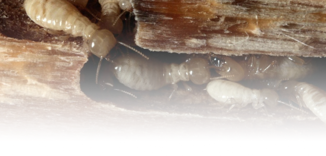 termites